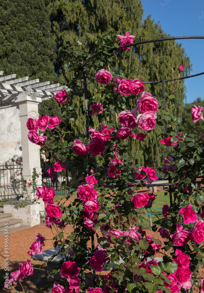 Landscaping and garden design. View of climbing Rosa Parade, also known as Miniature Rose, flowers of pink and fuchsia petals, growing in a training mesh, spring blooming in the park.