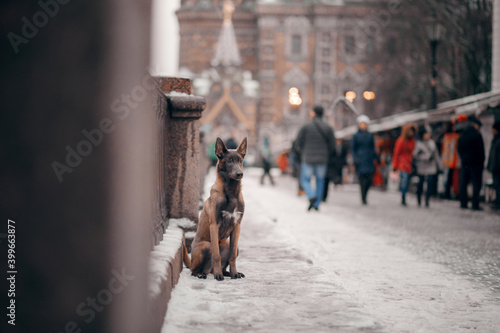 Dog in the city in winter. Belgian shepherd outside