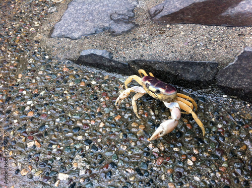 crab on the beach