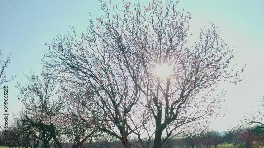 Closeup of blooming cherry blossom trees in spring, glaring sunlight through trunks, lens flare