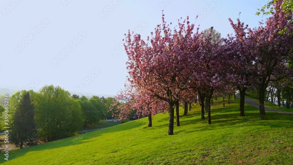 Green park and charming cherry blossoms in morning spring sunlight Green park and charming cherry blossoms in morning spring sunlight