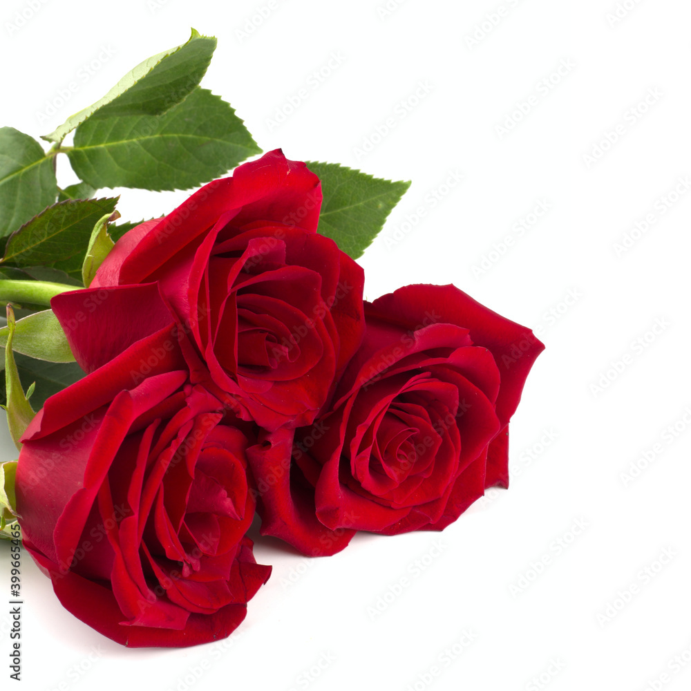 Red roses isolated on white Red roses isolated on white