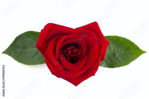 Heart shape Red rose flower on white