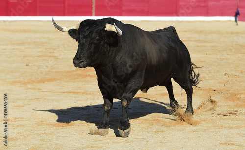 spanish bull with big horns on the bullring arena in a traditional spectacle of bullfight