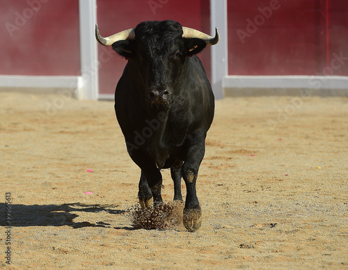spanish bull with big horns on the bullring arena in a traditional spectacle of bullfight