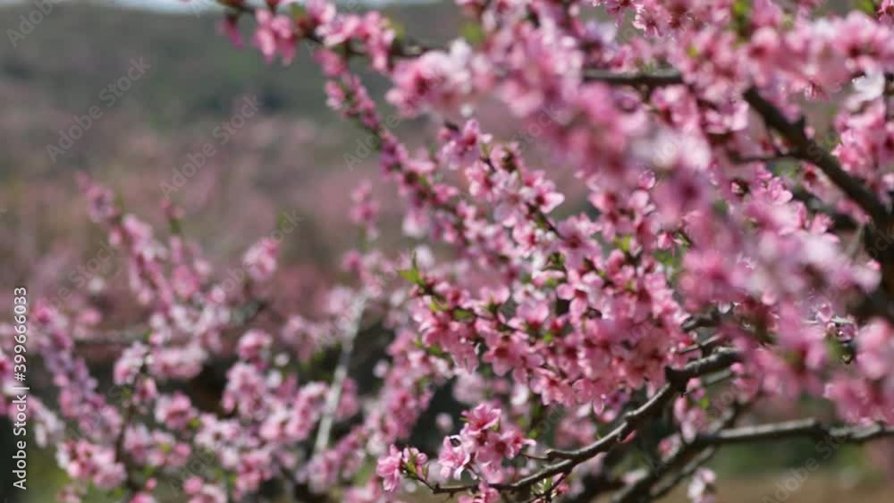 Blooming pink peach blossoms in spring orchard, pull focus Blooming pink peach blossoms in spring orchard, pull focus