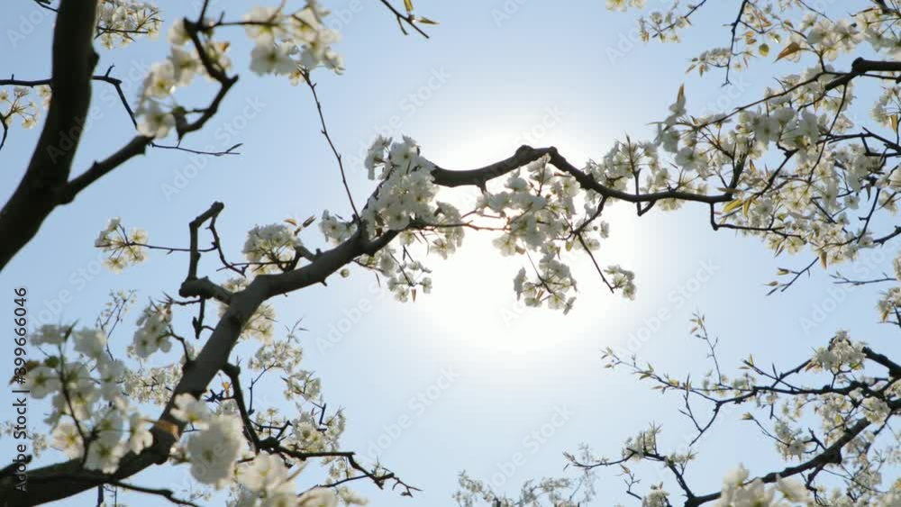 Blooming white flower trees in spring, agricultural plantation in countryside, backlighting shot Blooming white flower trees in spring, agricultural plantation in countryside, backlighting shot