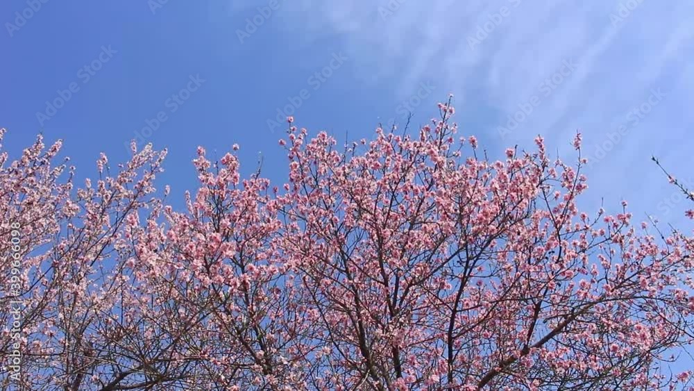 Pink flower trees with blue sky background, spring concept Pink flower trees with blue sky background, spring concept