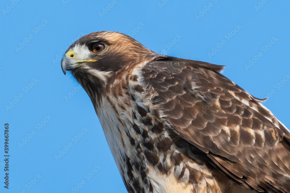 Red Tail Hawk Portrait Red Tail Hawk Portrait