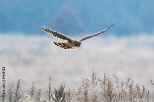 Northern Harrier looking for food photo