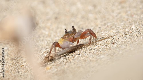 Crab eating on the beach 4k photo
