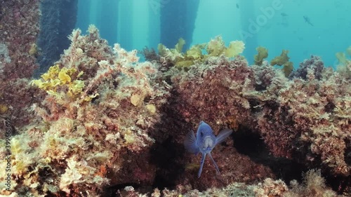 Southern Blue Devil Fish Paraplesiops meleagris endemic Southern Australia 4k slow motion photo