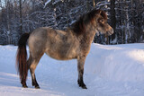 pony in winter