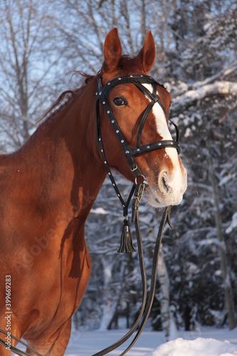 russian trotter horse in winter