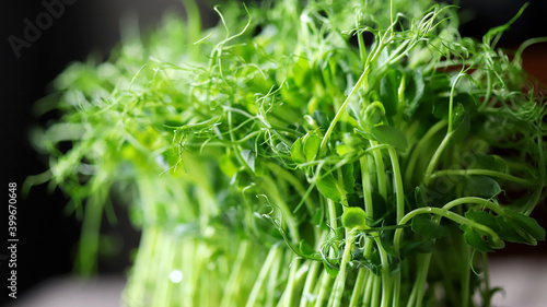Selective focus. Soft focus. Fresh juicy microgreens grow in a tray. © Oksana