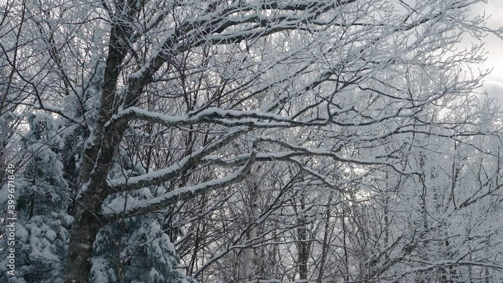 Snow Covered Bare Tree Branches During Winter Season In Orford, Quebec, Canada - Medium Shot Snow Covered Bare Tree Branches During Winter Season In Orford, Quebec, Canada - Medium Shot