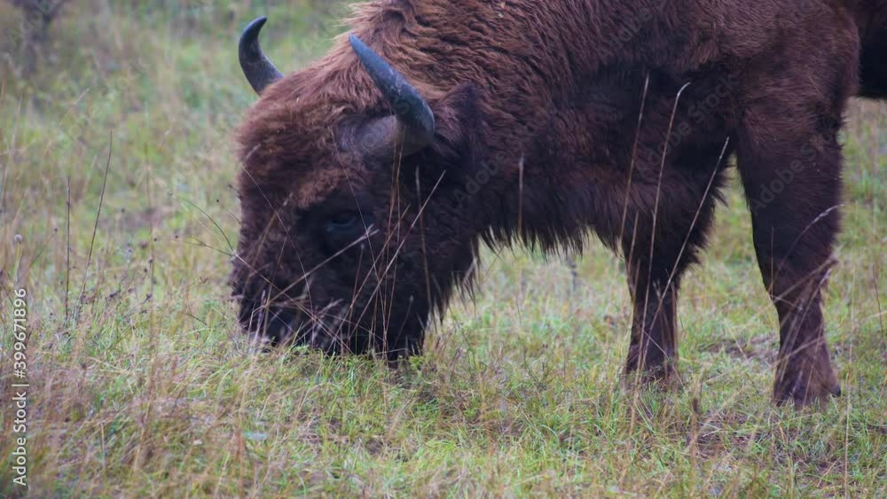 Furry european bison bonasus bull grazing in a grassy field,Czechia. Furry european bison bonasus bull grazing in a grassy field,Czechia.