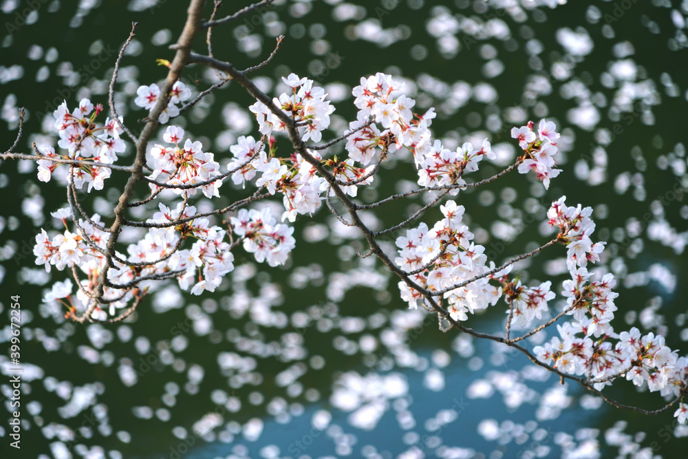 Fototapeta premium 桜 
