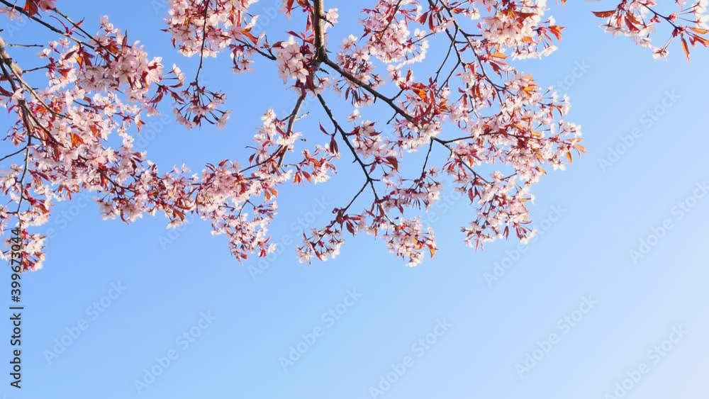 Low-angle shot of charming cherry blossoms on branches, closeup, blue background Low-angle shot of charming cherry blossoms on branches, closeup, blue background