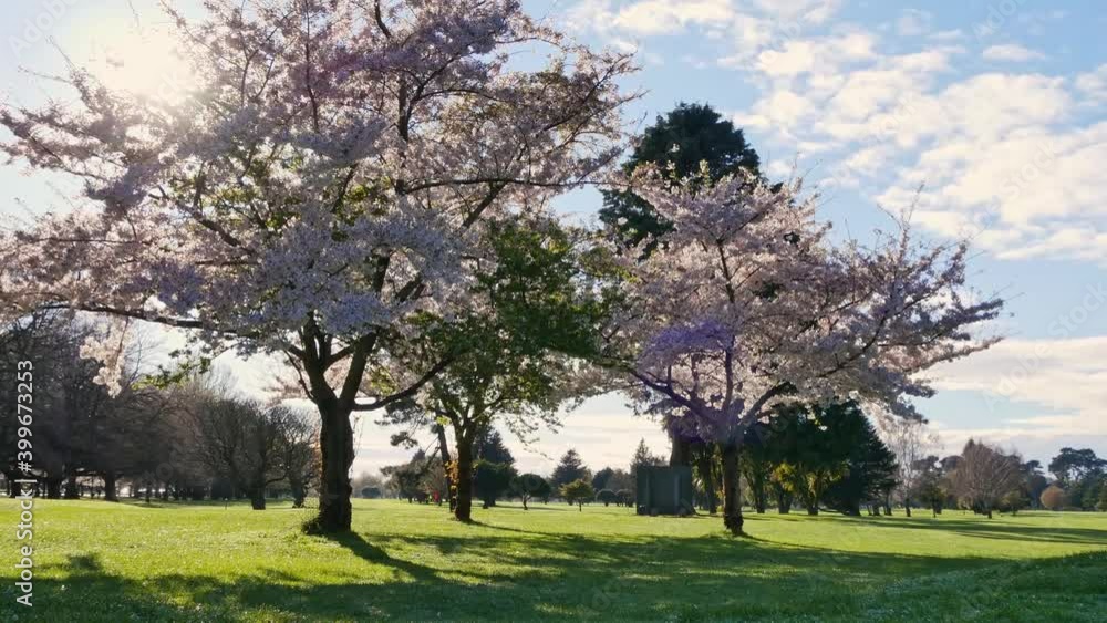 Green grass and charming cherry blossom trees in park, sunny spring Green grass and charming cherry blossom trees in park, sunny spring