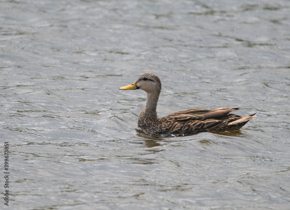 Duck on lake Duck on lake