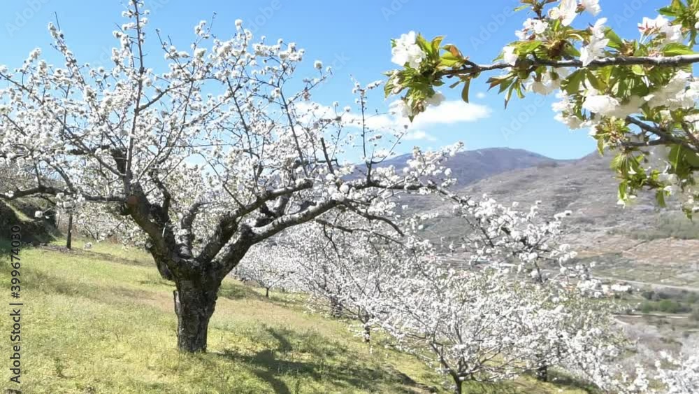 Cherry blossom plantation on hillside, blooming white flower trees in spring, agriculture field Cherry blossom plantation on hillside, blooming white flower trees in spring, agriculture field