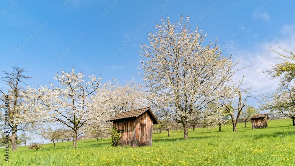Blooming white flower trees and little wooden house on green grass in spring plantation, time-lapse Blooming white flower trees and little wooden house on green grass in spring plantation, time-lapse