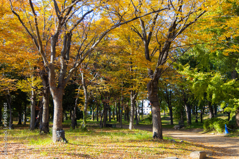 Naklejka premium 紅葉