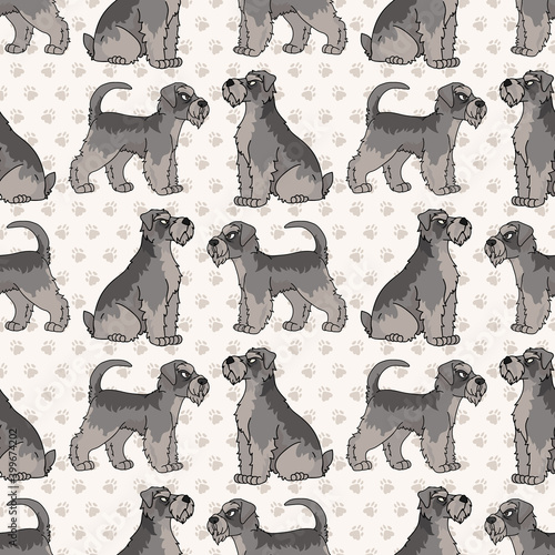 Cute cartoon Schnauzer sitting vector clipart. Pedigree kennel dog breed for obedience training. Purebred domestic puppy for dog show illustration mascot. Isolated canine hunting breed. 