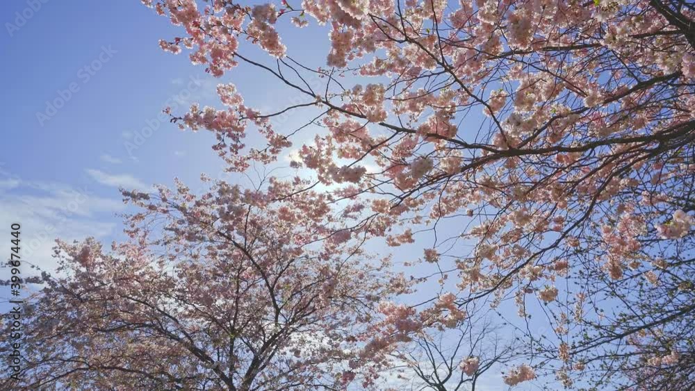 Beautiful cherry blossom trees in the park, glaring sunlight and blue sky background Beautiful cherry blossom trees in the park, glaring sunlight and blue sky background