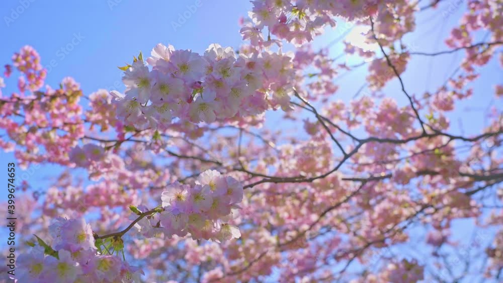 Closeup of blooming cherry blossom branches in the wind, glaring sunlight and blue sky background Closeup of blooming cherry blossom branches in the wind, glaring sunlight and blue sky background