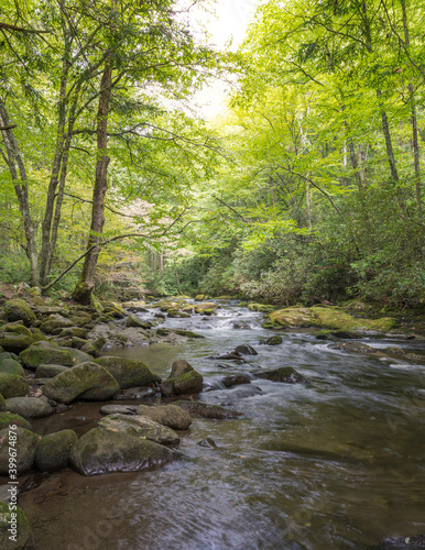 Wallpaper Mural Tall green trees a long side a flowing rocky creek in the Smoky Mountains. Torontodigital.ca