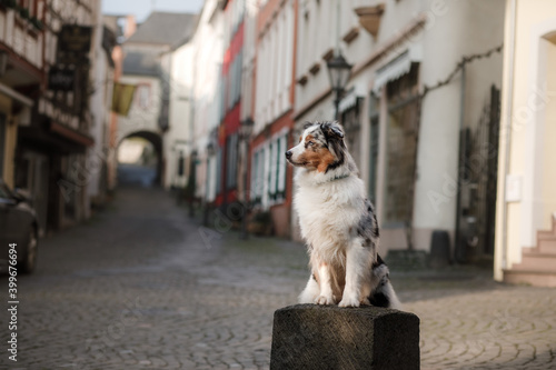 dog in the city. marbled Australian shepherd in the city. Traveling with your pet. Old center. 