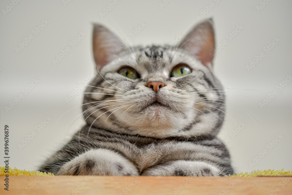 香箱座りをする猫のローアングル