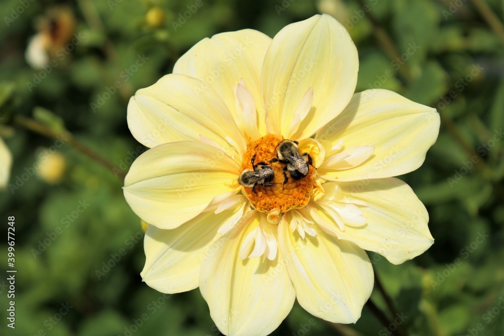 bees on a yellow flower bees on a yellow flower