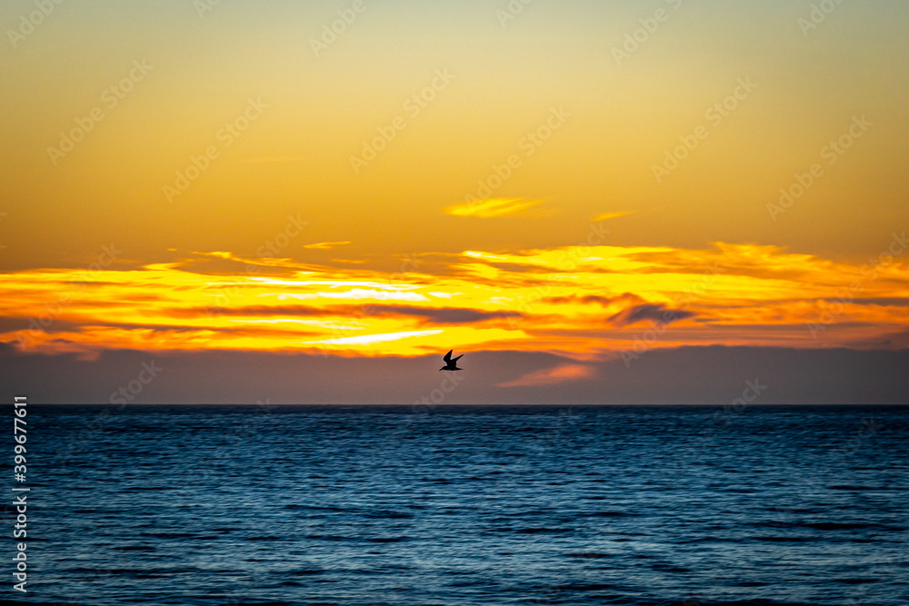 Ocean Sunset with Seagull