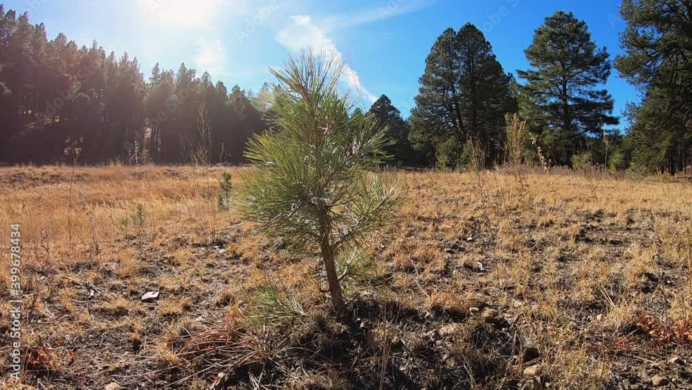 A pine sapling stands in the middle of an empty meadow, Northern Arizona. A pine sapling stands in the middle of an empty meadow, Northern Arizona.