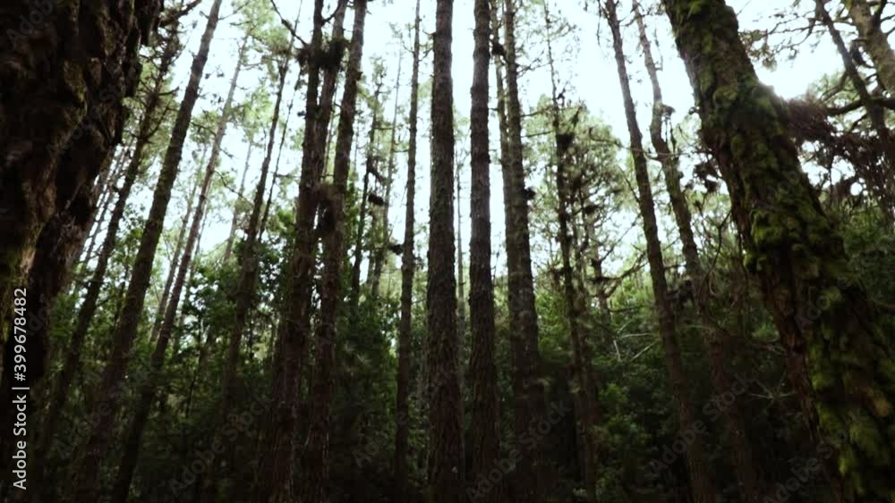 Beautiful pine tree forest during the day time, Tenerife Beautiful pine tree forest during the day time, Tenerife