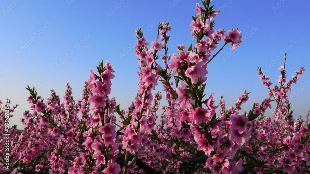 Closeup of beautiful peach blossoms on branches in spring orchard, agricultural plantation Closeup of beautiful peach blossoms on branches in spring orchard, agricultural plantation