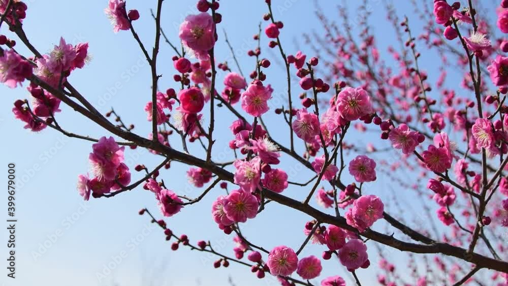 Closeup of blooming pink peach flower branches in spring, low-angle shot Closeup of blooming pink peach flower branches in spring, low-angle shot