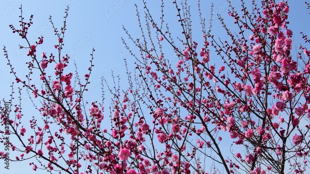 Closeup of pink peach flower branches, blue sky background, spring concept Closeup of pink peach flower branches, blue sky background, spring concept