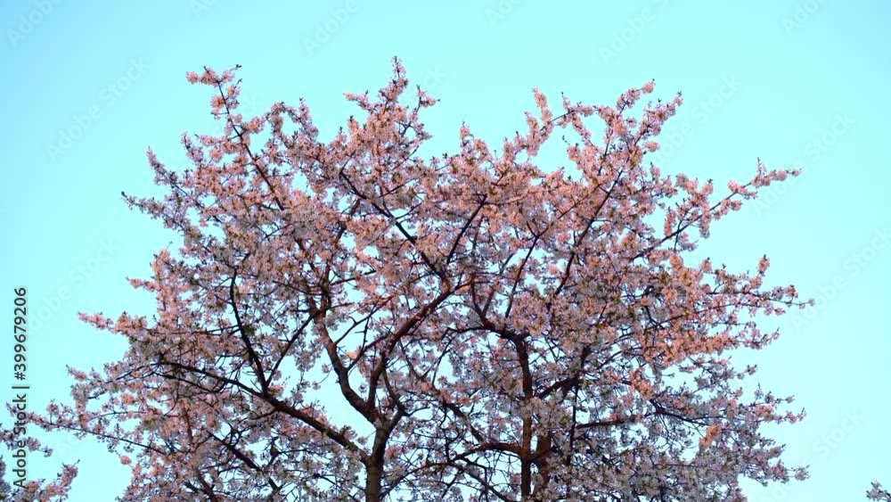 Closeup of treetop, spring beautiful cherry blossoms, light blue sky background Closeup of treetop, spring beautiful cherry blossoms, light blue sky background