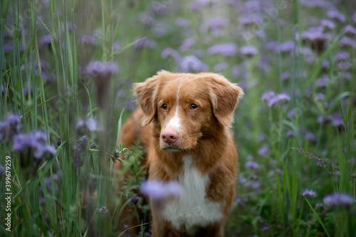 portrait of a dog in lilac flowers. Pet in nature. Nova Scotia Duck Tolling Retriever outdoors