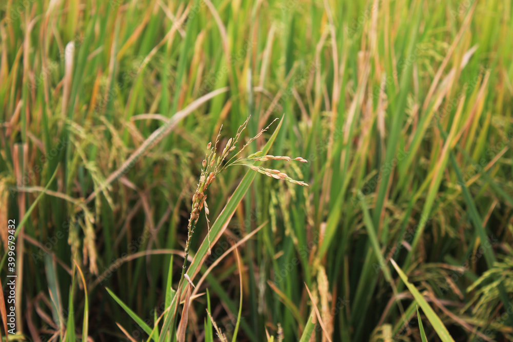 Rice plants are starting to turn yellow Rice plants are starting to turn yellow