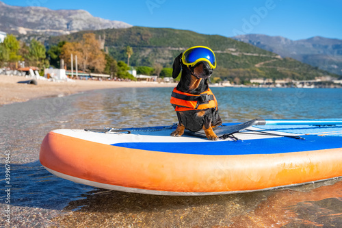 Canvas Print A small brave dog dachshund in orange life jacket and sunglasses is surfing on a SUP board with the owner on the sea