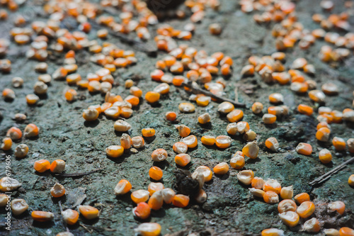 corn on the ground