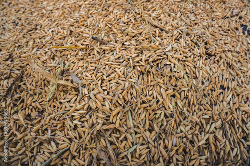 texture of rice
