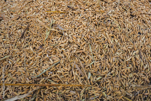 texture of rice