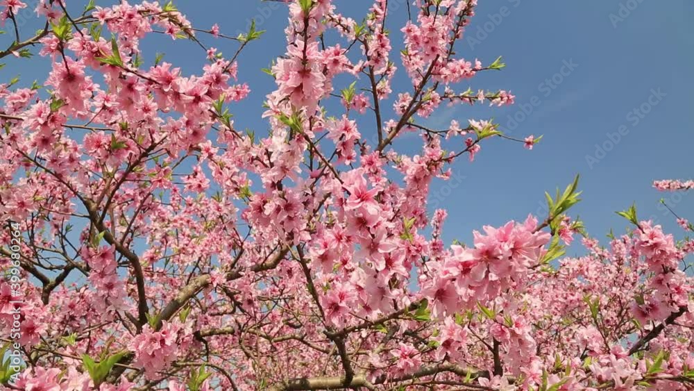Closeup of blooming pink peach blossoms in branches in peach forest Closeup of blooming pink peach blossoms in branches in peach forest