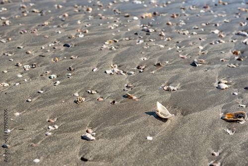 大洗サンビーチ海水浴場の貝殻